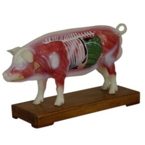 Pig Acupuncture Model