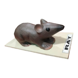 RAT MODEL