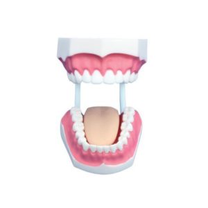 Small Dental Care Model (32teeth)