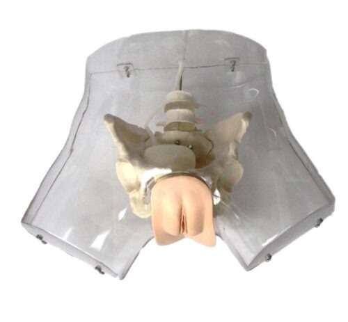 Transparent-Female-Urethral-Catheterization-Simulator-1 Transparent Female Urethral Catheterization Simulator - Image 1