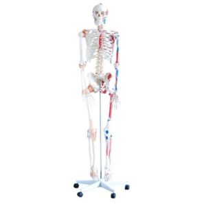 XC-101A Skeleton with Muscles and Ligaments 180cm Tall