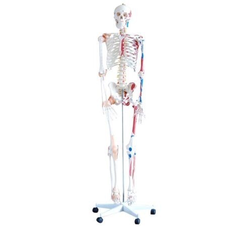 XC-101A-Skeleton-with-Muscles-and-Ligaments-180cm-Tall-1 XC-101A Skeleton with Muscles and Ligaments 180cm Tall - Image 1