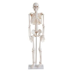 XC-102 85cm Skeleton