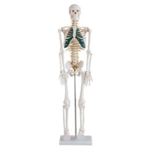 XC-102A 85cm Skeleton with Spinal Nerves