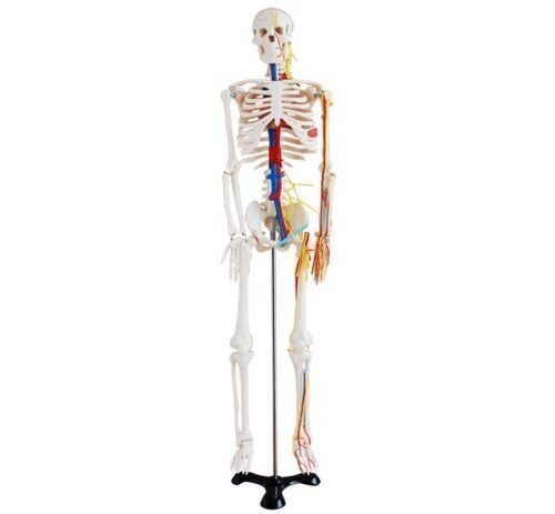 XC-102B-85cm-Skeleton-with-Nerves-and-Blood-Vessels-1 XC-102B 85cm Skeleton with Nerves and Blood Vessels - Image 1