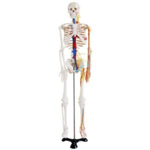 XC-102B 85cm Skeleton with Nerves and Blood Vessels