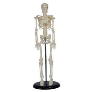 XC-103 45CM Mini Skeleton