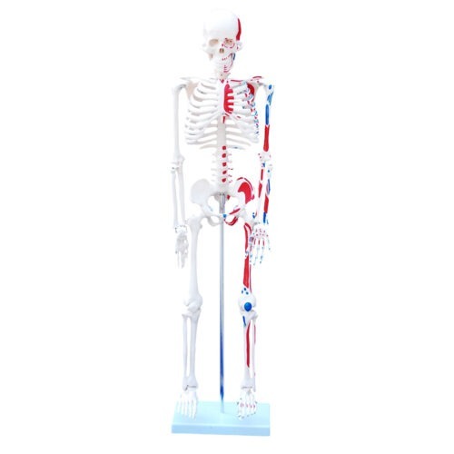 XC-103-45CM-Mini-Skeleton-with-Painted-Muscles-2 XC-103 45CM Mini Skeleton with Painted Muscles - Image 1