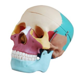 XC-104C Life-Size Skull with Colored Bones