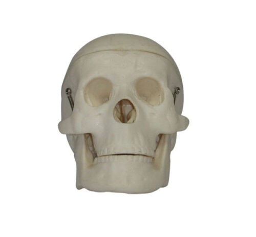 XC-106-Miniature-Plastic-Skull-1 XC-106 Miniature Plastic Skull - Image 1