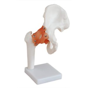 XC-110 Life-Size Hip Joint