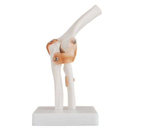 XC-112-Life-Size-Elbow-Joint-1 XC-112 Life-Size Elbow Joint - Image 1