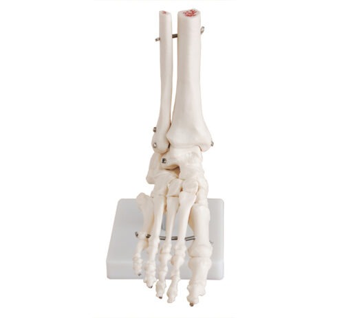 XC-113-Life-Size-Foot-Joint-1 XC-113 Life-Size Foot Joint - Image 1
