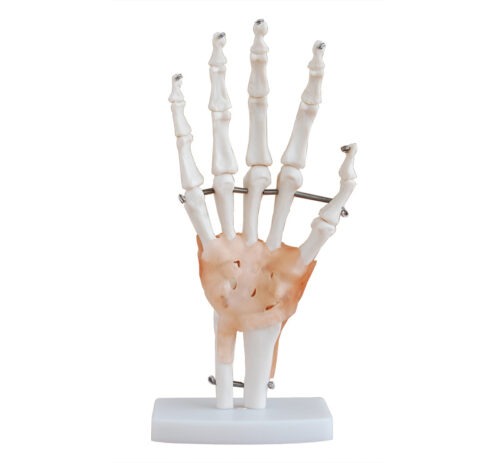 XC-114A-Life-Size-Hand-Joint-with-Ligaments-1 XC-114A Life-Size Hand Joint with Ligaments - Image 1