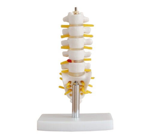 XC-119A-Mini-Lumbar-Vertebrae-with-Sacrum-Coccyx-and-Herniated-Disc-1 XC-119A Mini Lumbar Vertebrae with Sacrum & Coccyx and Herniated Disc - Image 1