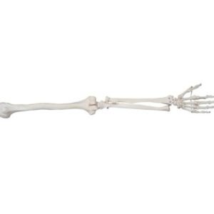 XC-121 Life-Size Upper Extremity