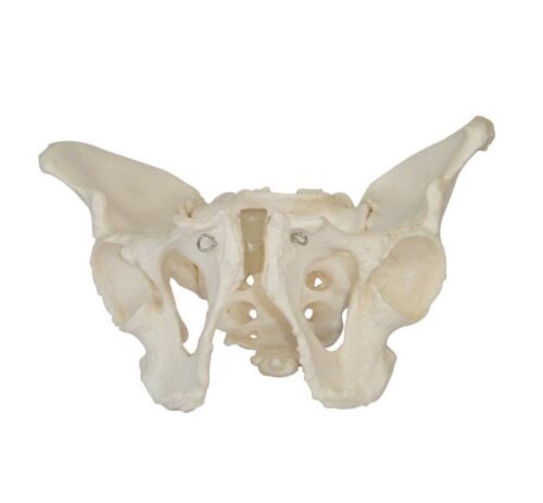 XC-123-Adult-Male-Pelvis-1 XC-123 Adult Male Pelvis - Image 1