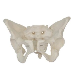 XC-124 Adult Female Pelvis