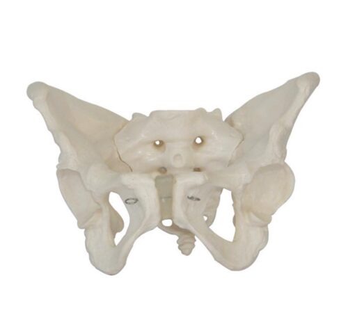 XC-124-Adult-Female-Pelvis-1 XC-124 Adult Female Pelvis - Image 1