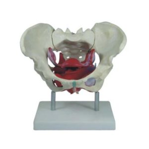 XC-125 Female Pelvic Muscles and Organs