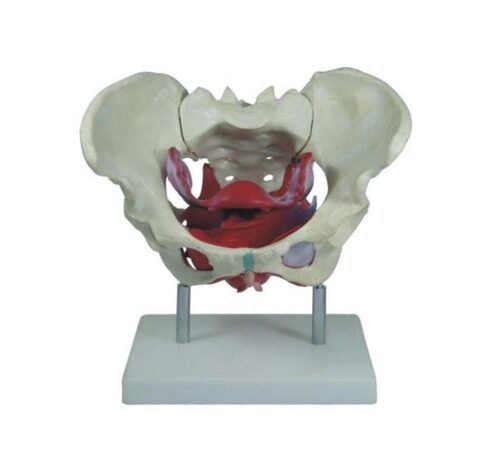 XC-125-Female-Pelvic-Muscles-and-Organs-1 XC-125 Female Pelvic Muscles and Organs - Image 1