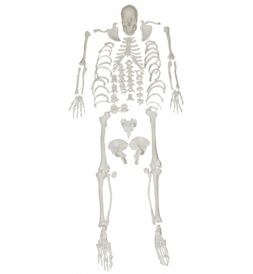 XC-130-Disarticulated-Skeleton-with-Skull-1 XC-130 Disarticulated Skeleton with Skull - Image 1