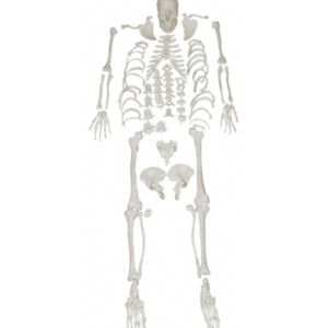 XC-130 Disarticulated Skeleton with Skull