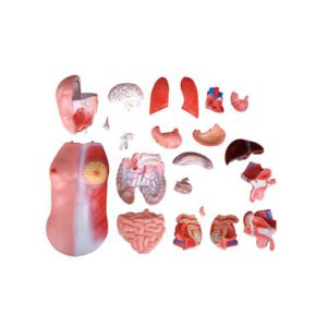 XC-205 45CM Unisex Torso 23 Parts