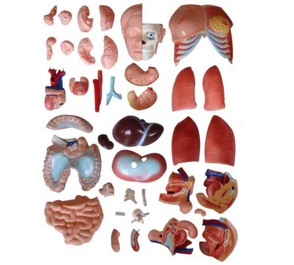 XC-208-85CM-Unisex-Torso-40-Parts-1-1 XC-208 85CM Unisex Torso 40 Parts - Image 1