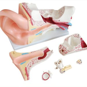 XC-303C New Style Giant Ear Model