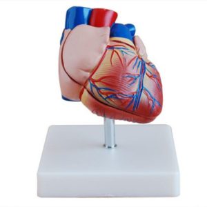 XC-307B New Style Life-Size Heart Model