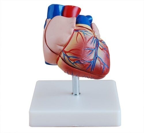XC-307B-New-Style-Life-Size-Heart-Model-2 XC-307B New Style Life-Size Heart Model - Image 1
