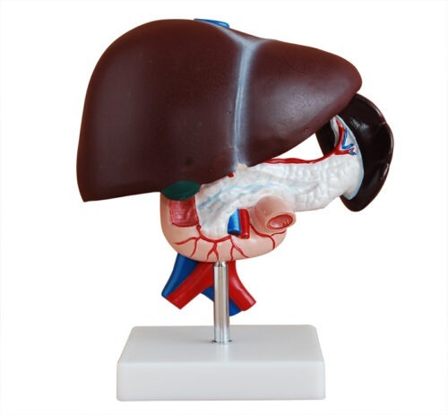 XC-311-Liver-Pancreas-and-Duodenum-Model-1 XC-311 Liver, Pancreas and Duodenum Model - Image 1