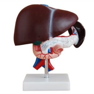 XC-311 Liver, Pancreas and Duodenum Model