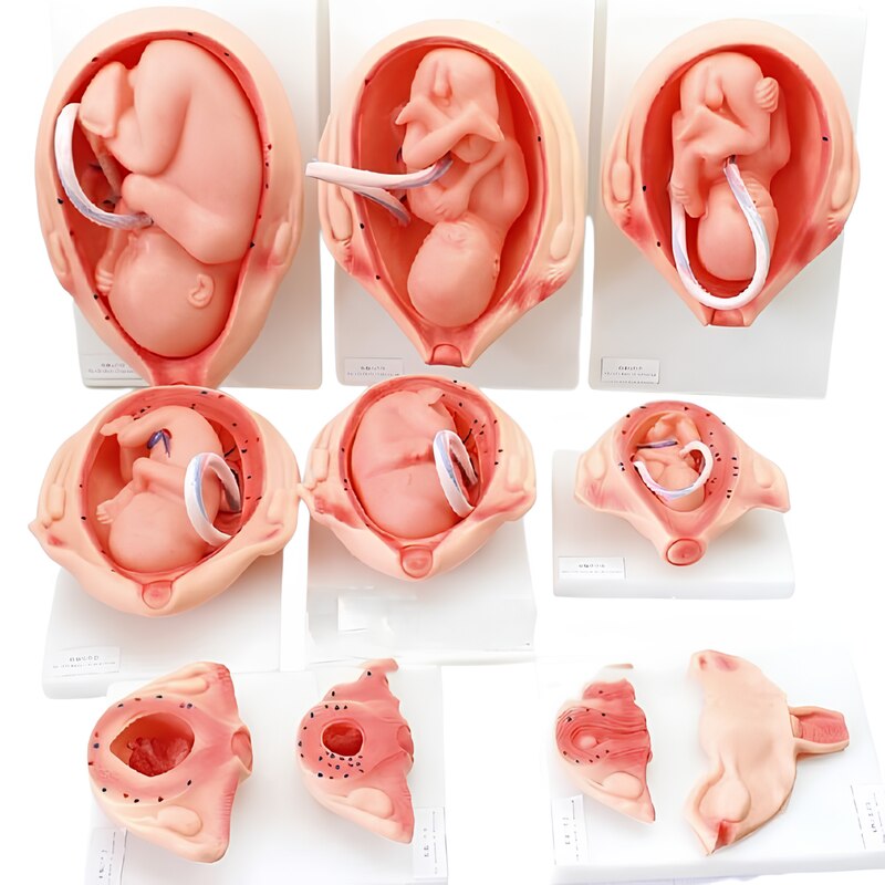 XC-414-The-Development-Process-for-Fetus-1 The Development Process for Fetus - Image 1