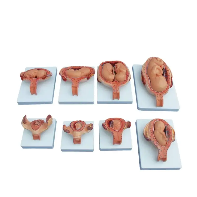 XC-414A-The-Development-Process-for-Fetus-Half-Size-1 The Development Process for Fetus (Half-Size) - Image 1